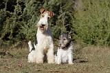 FOX TERRIER 440